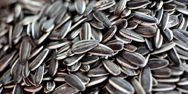 Sunflower Seeds